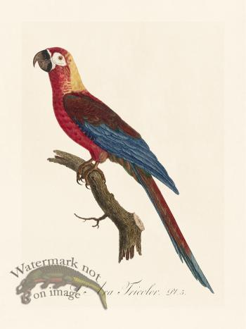 Barraband Parrot 005